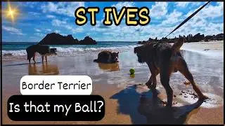 Will Fig the Border Terrier EVER Find His BALL at St Ives Beach?