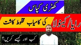 Inter Cropping of Raya/Canola in Standing Cotton Crop || Bilal Kanju Official