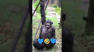 Tamil funny videos 😂📸 | Animals Funny Speech 😅 | Monkeys viral videos #funny