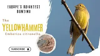 The Yellowhammer | Europe&rsquo;s Brightest Bunting #birds #bunting #wildlife #trending
