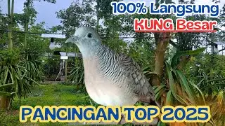 100% Perkutut Alam Suara Gacor Lembut, Kung Besar