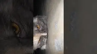 My cat died today 😭. #shorts
