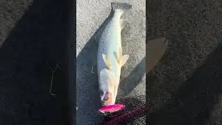 More Trout Action🎣 #fishing#mirrOlure
