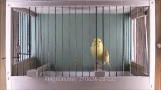Kanarienvogel Timbrado Espanol.