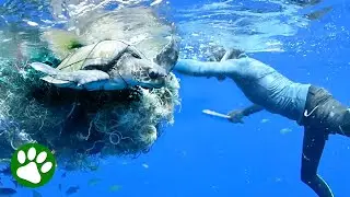 Brave Diving Instructor Saves Life