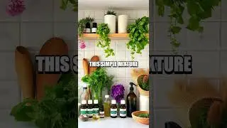 Crafting DIY Natural Floor Cleaner for Eco-Friendly Urban Homes