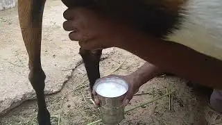 GM. Master goat farm ka dudh nikaalne ki video dekhiae