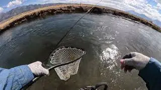 Upper Owens River Fly Fishing and Euro Nymphing 10-7-24