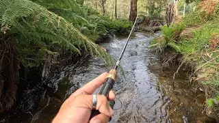 Fishing for trout In the Delatite river, Mansfield.