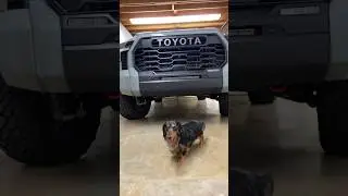 Showing off the new AFE Tow Hooks & someone photobombed the video! #2023tundra #towing #toyota