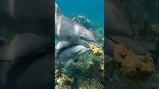 Dolphins Use Sponges As Tools And Teach Their Daughters #Dolphins #ToolUse #AnimalCulture #SharkBay