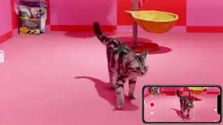 Track your cat movement in real-time