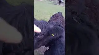 Му🐮#корова #cow #cowvideos #interesting #интересно #природа #2000 #1000 #1000subscribers #nature
