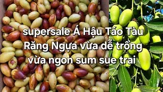 Super sale Á Hậu táo răng ngựa dễ trồng và sai trai ,an lai ngon
