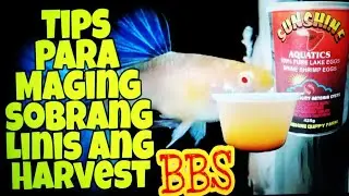 How to Hatch BBS😱😱 // Tips on how to maximize the harvest of your BBS. #sunshineguppyfarm
