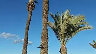 A short tour at Iberostar Kuriat Palace Hotel Monastir Tunisia