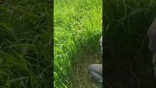 first cutting of green fodder