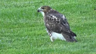 Hawk Throws Up Snake Then Eats It