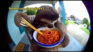 Predators react to SPICY noodles&hellip; caught on Ring camera: Funny CCTV compilation 