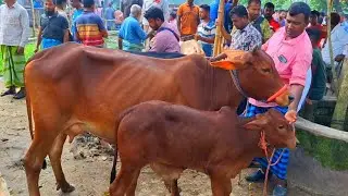 @আজ 10 October , 2025|বাছুর সহ গাভী গরুর দাম | gavi goru dam | | আমবাড়ী হাট |দিনাজপুর