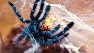 Avicularia Versicolour Spiderling - HD Filming