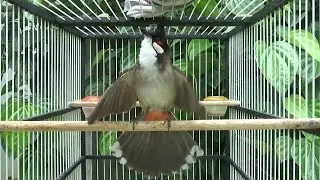 chào mào hót sáng kích bổi - luyện giọng hay ép bổi sổ bọng và căng lửa - chào mào hót đấu