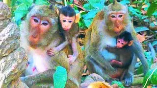 Adorable New Born Baby Monkey!  Sweet wild Monkey Family relaxing after lunch