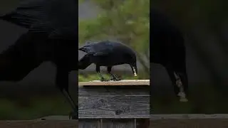 Ravens vs Crows: The Genius Birds of the Sky 🧠🐦 | Amazing Facts #Shorts