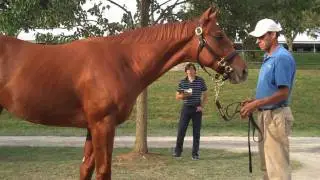 Candy Ride (ARG) Colt