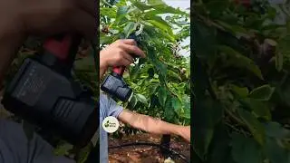 Perfect Fruit Tree Pruning Technique 🍒 | FarmWise Tips #shorts