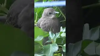 Starling, wildlife in the garden