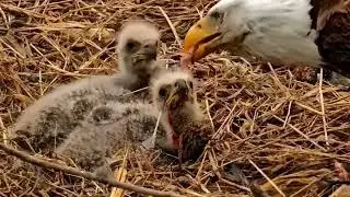 S05#94 #baldeagle | Review mother bird brings food to feed her chicks | bird nest with nature S05