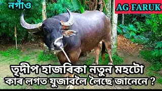 TRIDIP HAJORIKA NOTUN MOH | SHIV BABA VS TRIDIP HAJORIKA | NOGAON MOH