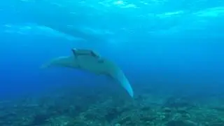 Manta-raya diablo - Divers Team