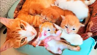 The kitten crying loudly and the mother cat thanks me for treating her kitten's inflamed eye