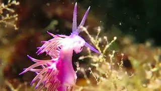 Sea slug Facelinidae
