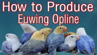 How to Produce Euwing Opline , | parblue Euwing Opline, blue Euwing Opline.