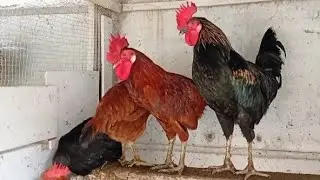 Chicken roosters & hens enjoying relaxing moments @ Home 🏡🐓🐔 #birds 
