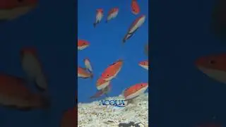 Ruby Longfin Fairy Wrasse 🐟🔥 #aquarium #aquarismo #aquariomarinho #fish #peixe #acqua
