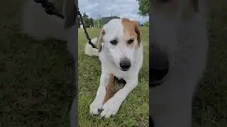 Special Treat For Rescue Dog - Chloe the Foxhound #dog #ontario #shorts