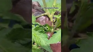 #soundup #asmr #companionplanting #verticalplanting #meditativepractice 🍃