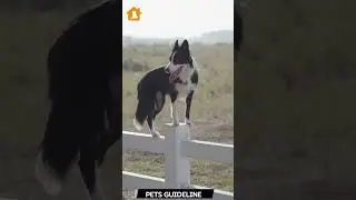 Dog Standing On A Fence | Pets Shorts | Dog Fence Outdoor | Pets Guideline