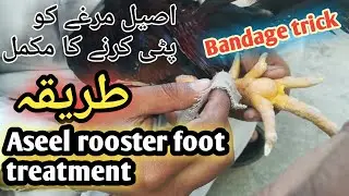Aseel rooster foot treatment / Bandage trick #aseelmurgatreatmet #aseelmurgafarming (Aseel farming)