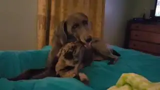 Fiona the Patient singing to Toby the Brave.