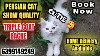 😍PERSIAN CAT TRIPPE COAT BABY FULL TRAINED AND ACTIVE BABIES🔥#pets #cat 