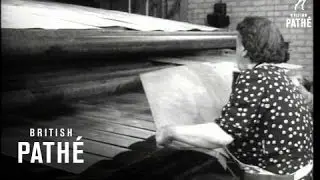 Plywood (1952)