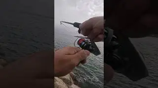 Este Se&ntilde;uelo va como un Tiro❗️🙊 #fishing #pesca #saltwater