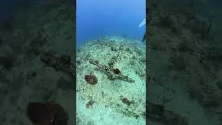 While diving off the coast of Miami, I stumbled upon a massive, abandoned anchor resting.