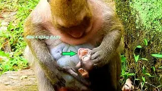 So Sad, Baby Daniela So Small Why Mom Dana Feel Bad Weaning & Bite Her Baby Like that, Very Pity F