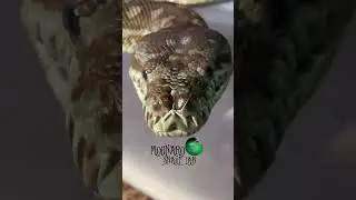🐍Snake Facts!🧪#molinarosnakelab #snake #reptiles #moreliabredli #pythons #snakeeggs #snakebreeding